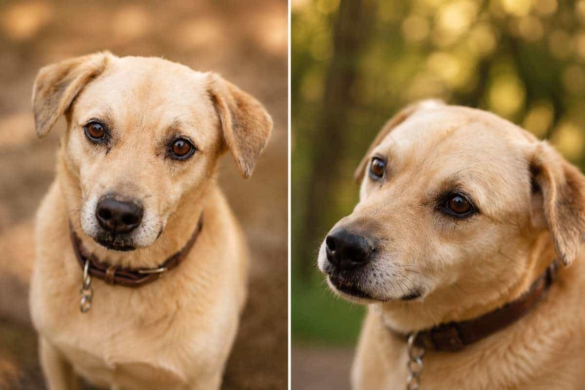 Foto de Koda