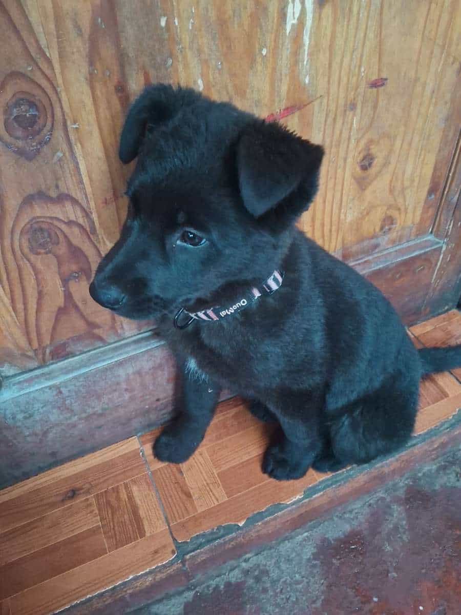 Foto de Estrellita