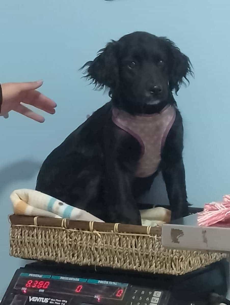 Foto de Khaleesi
