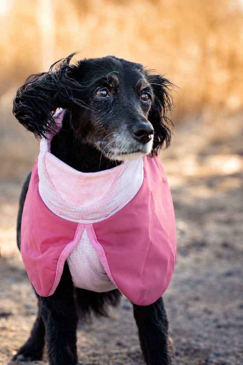 Foto de Lady