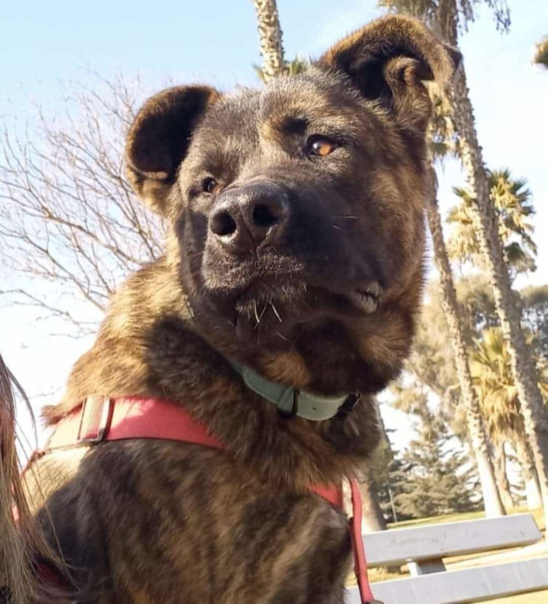 Foto de Thor