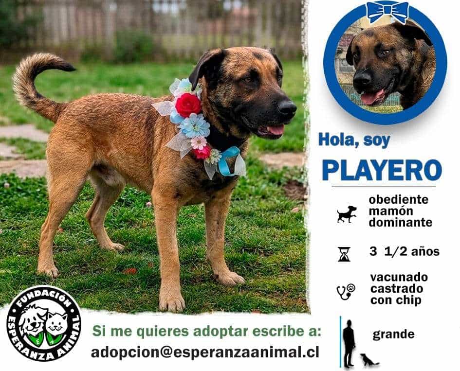 Foto de Playero