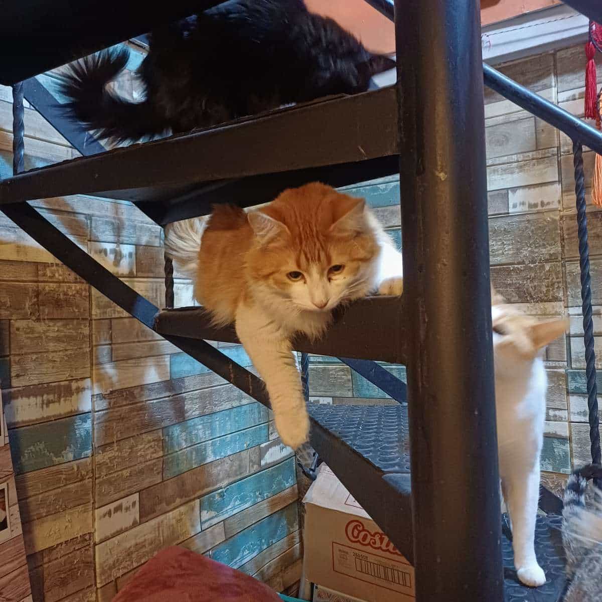 Foto de Mandarina y naranjo