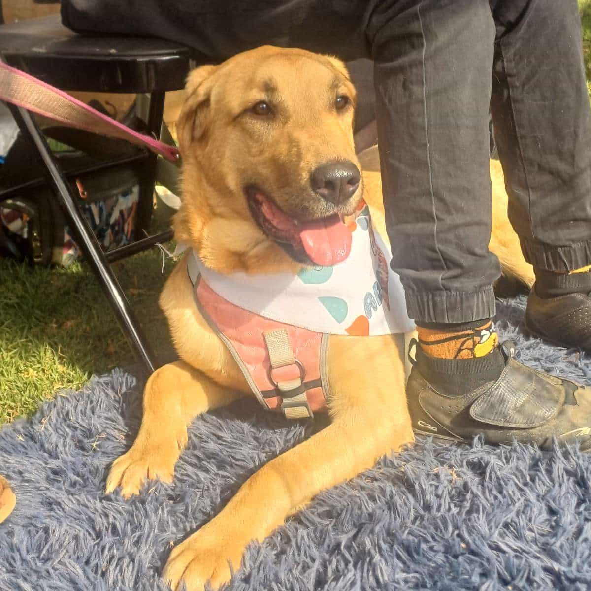 Foto de Bingo