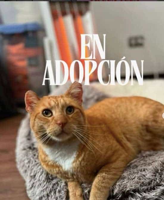 Foto de Naranjito