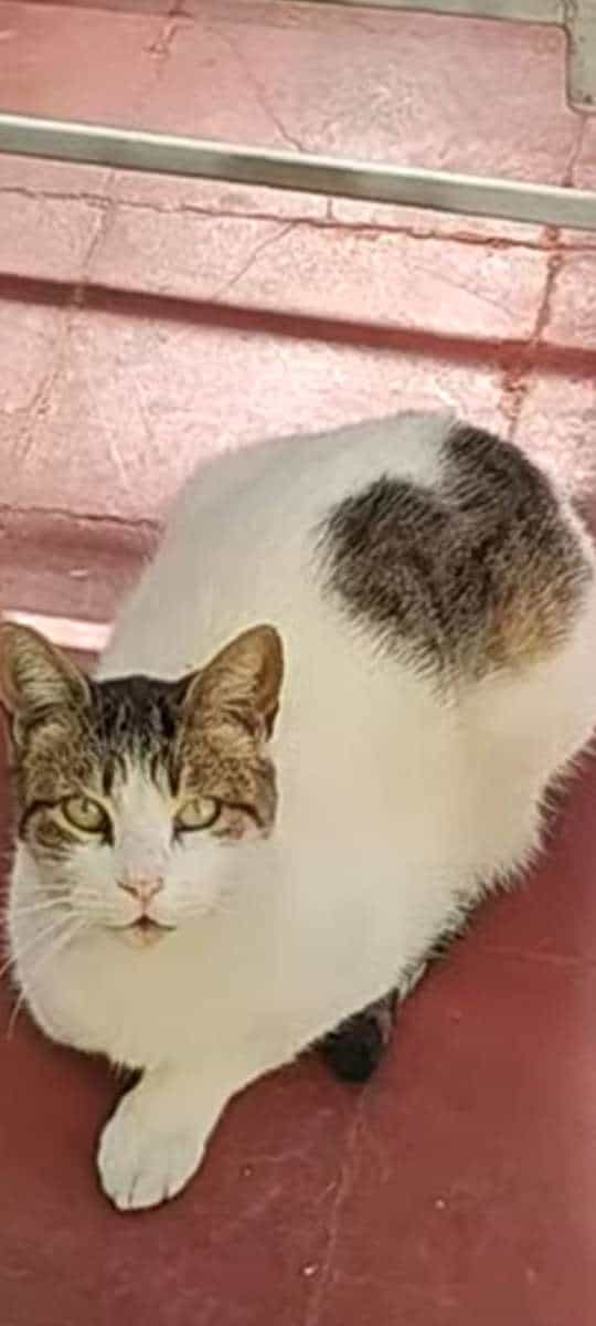 Foto de Rayita