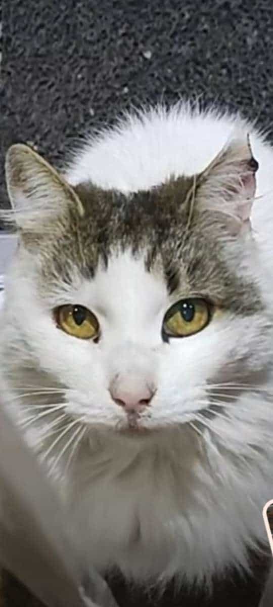 Foto de Rau