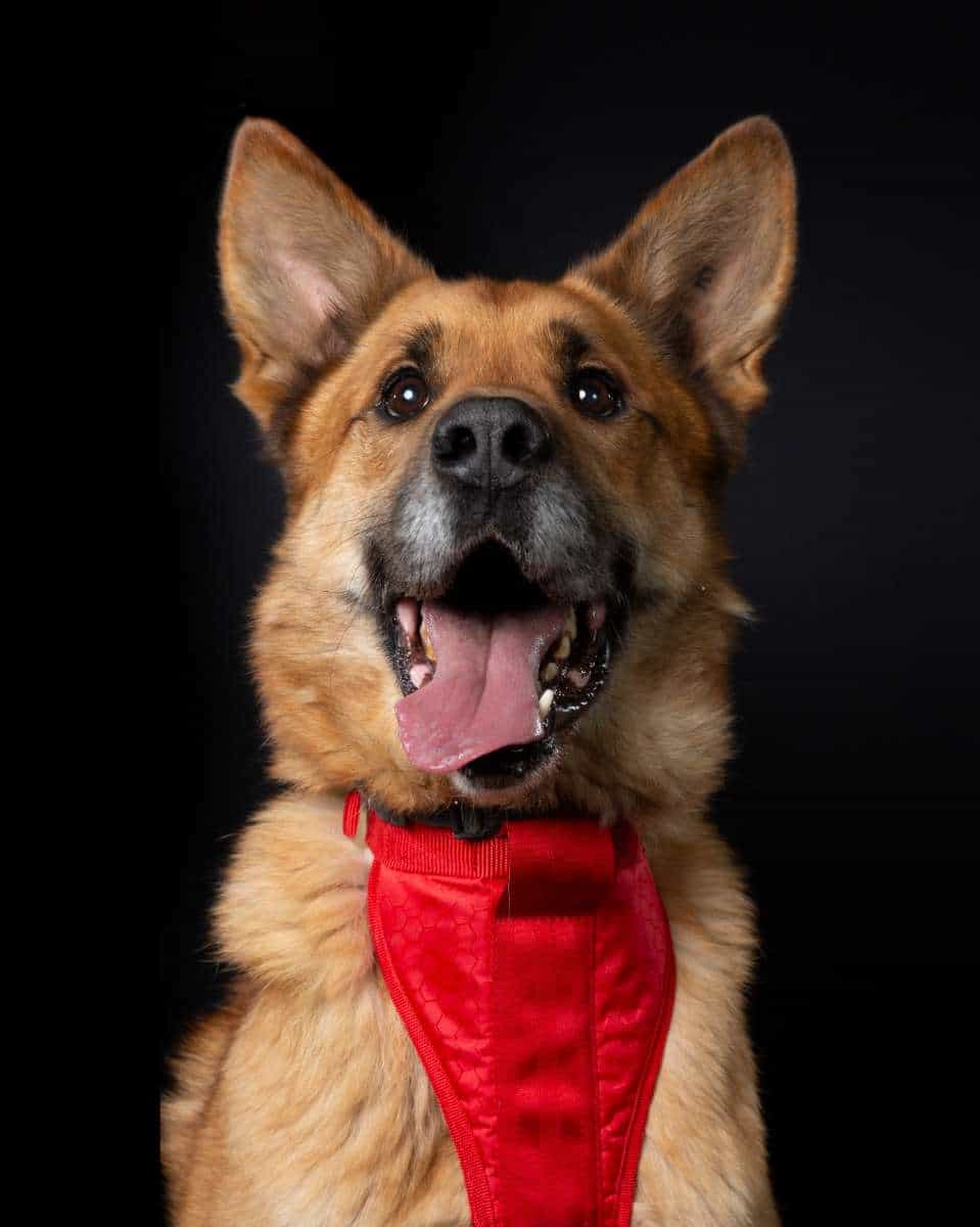 Foto de Apolo