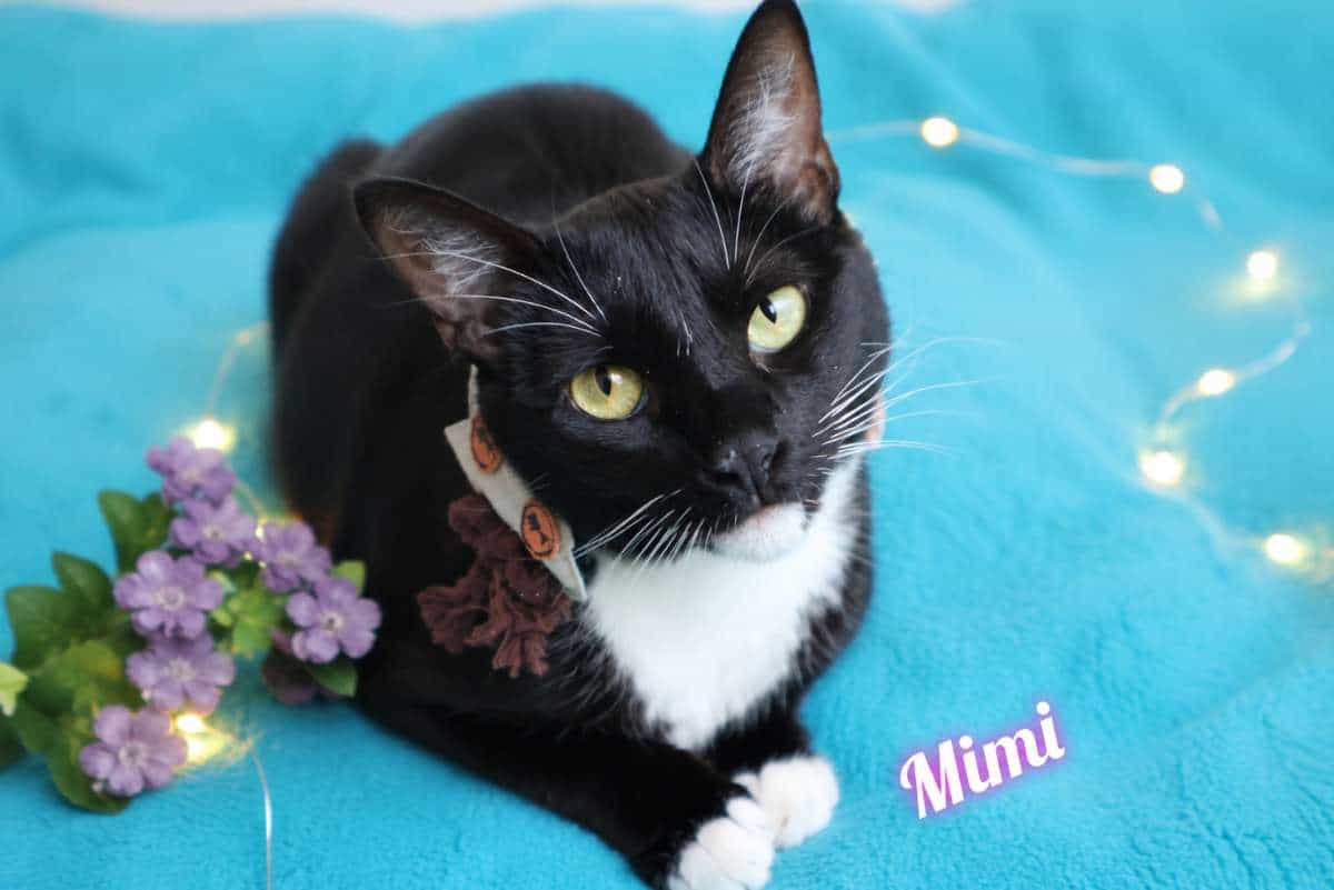 Foto de Mimi