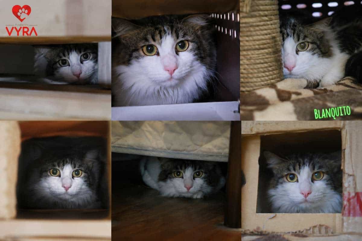 Foto de Blanquito