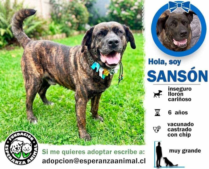 Foto de Sansón