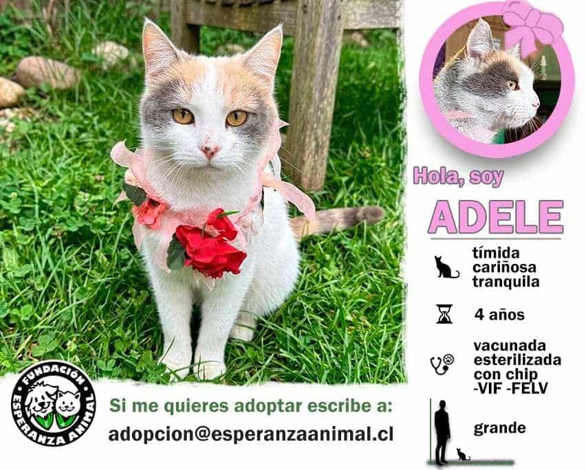 Foto de Adele