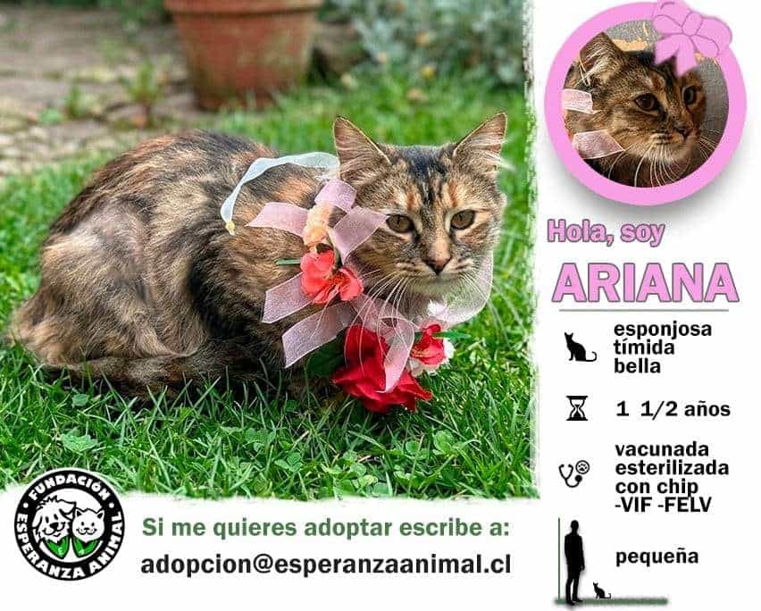 Foto de Ariana