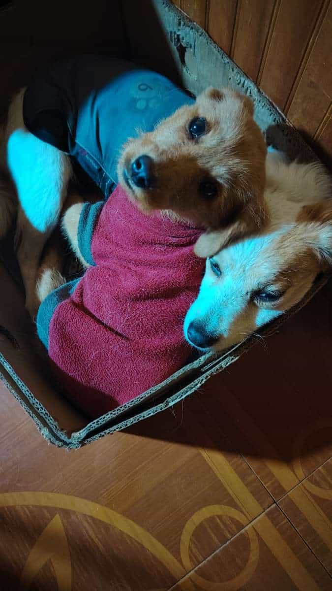 Foto de Machito pequeño