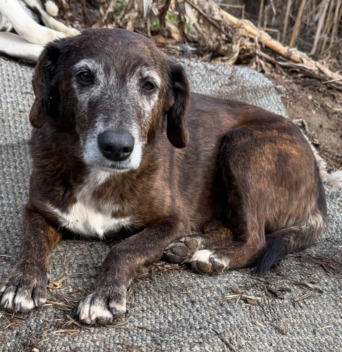 Foto de Chili