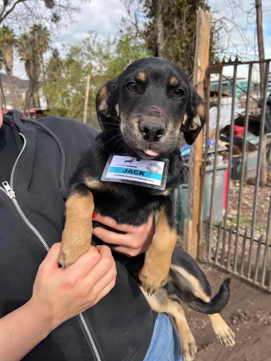Foto de Cachorros
