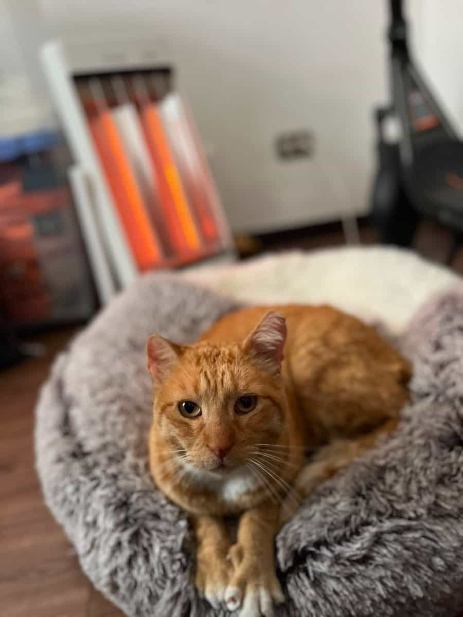 Foto de Naranjito