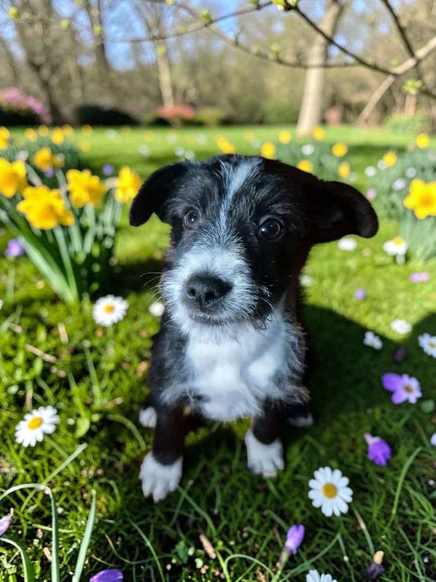 Foto de Rocco