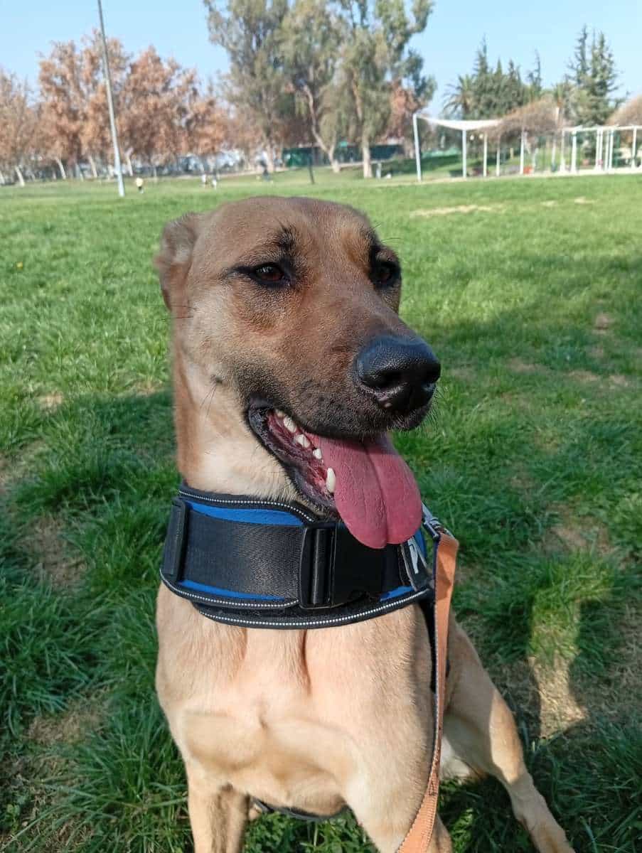 Foto de Apolo