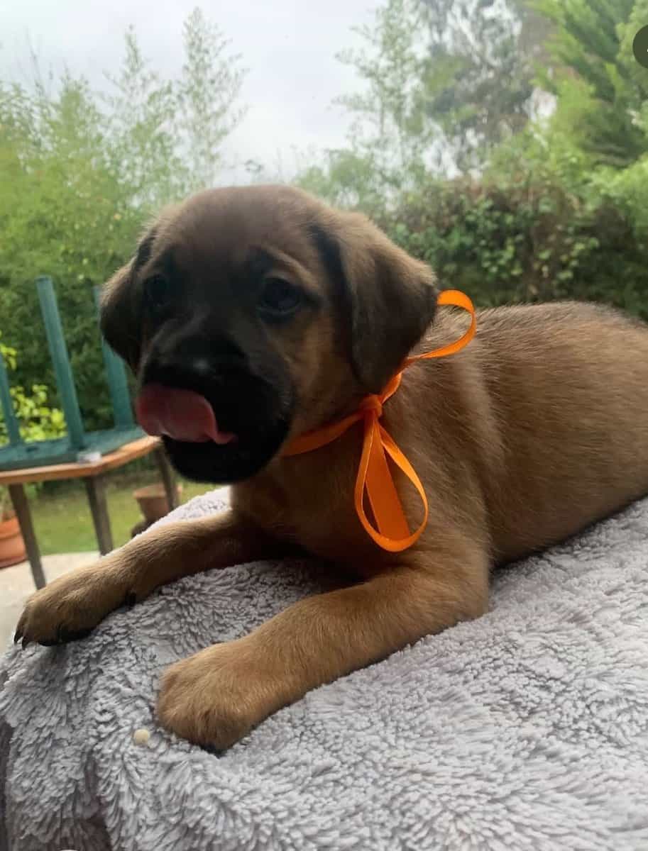 Foto de Mango 🥭