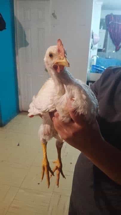 Foto de Pedrito
