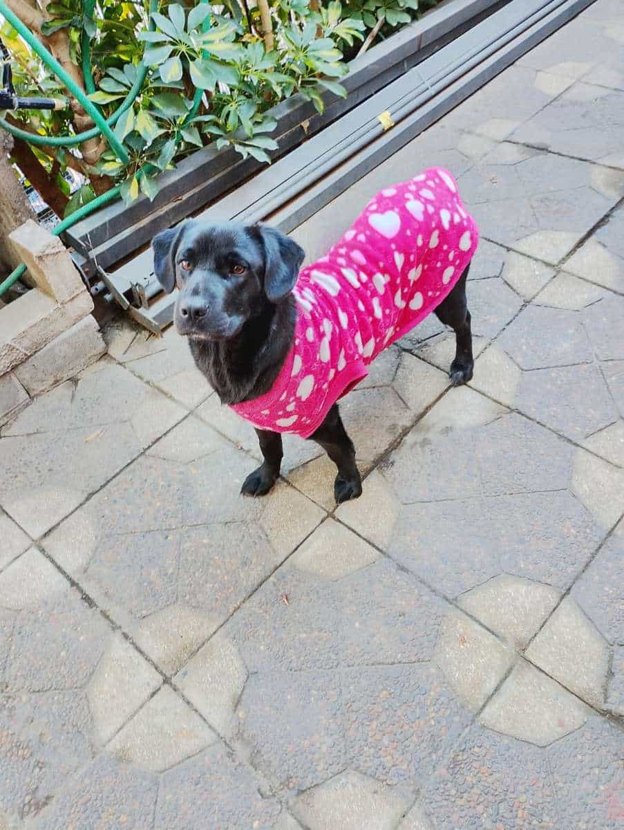 Foto de Paloma