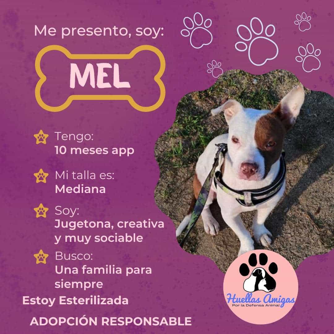 Foto de Mel