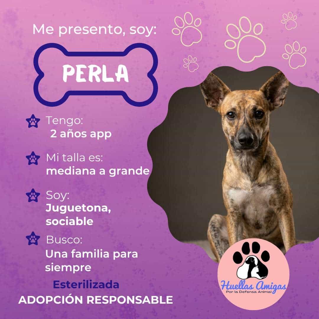 Foto de Perlita