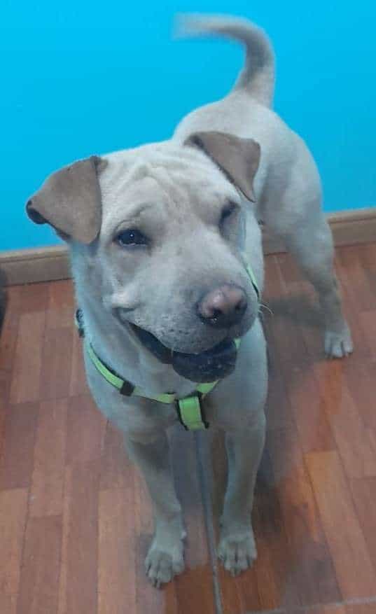 Foto de Mika