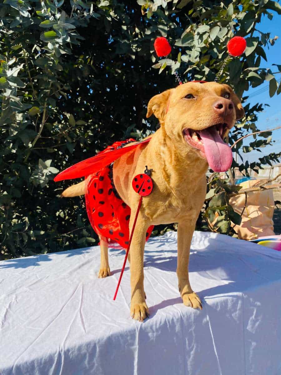 Foto de Perla