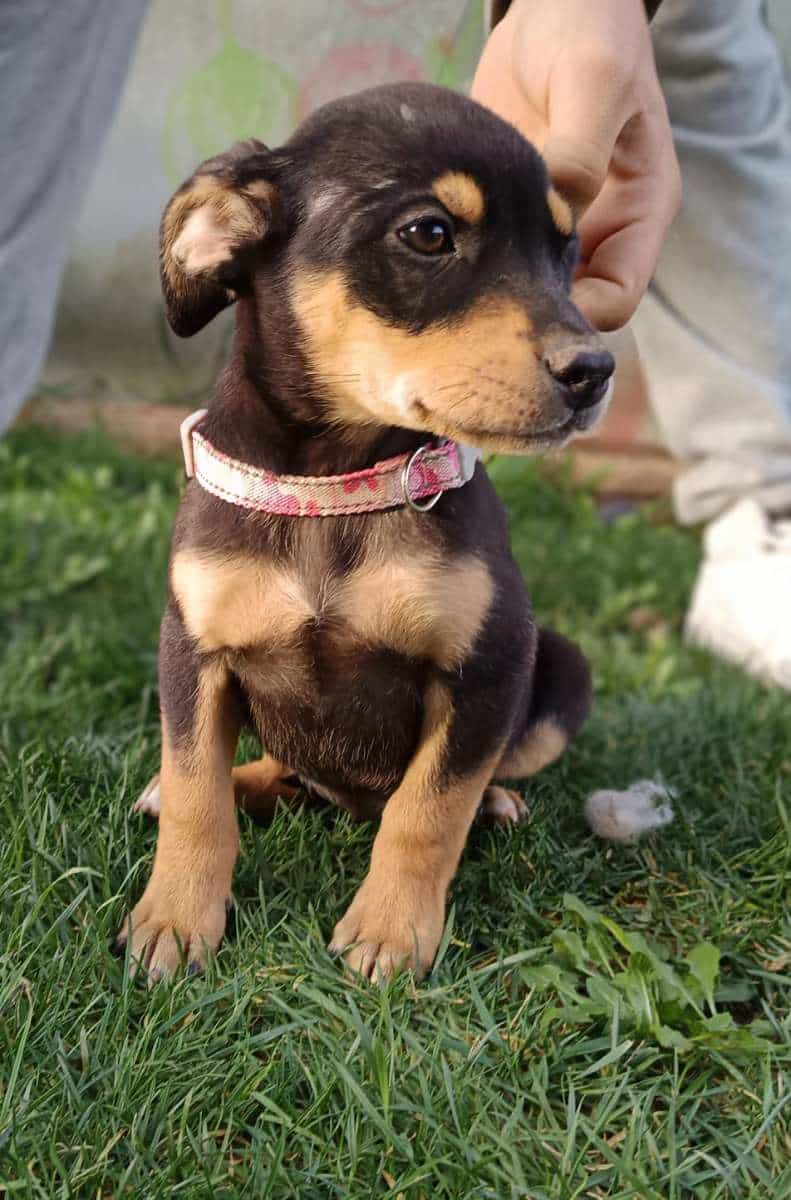 Foto de Suri
