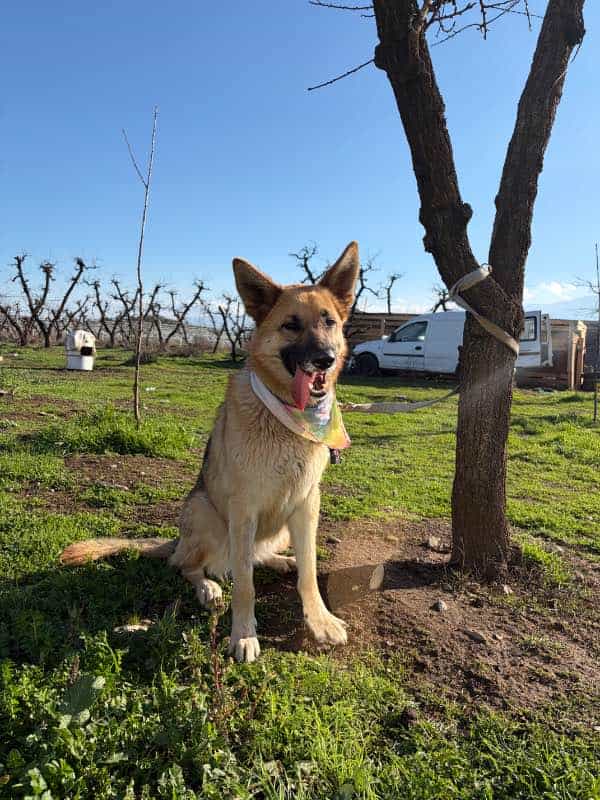 Foto de Loba