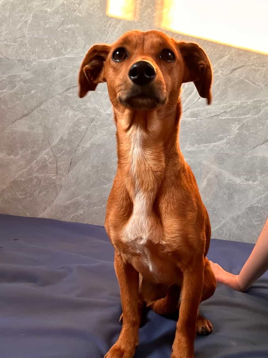 Foto de Jazmin