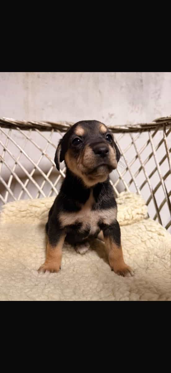 Foto de Mariposa