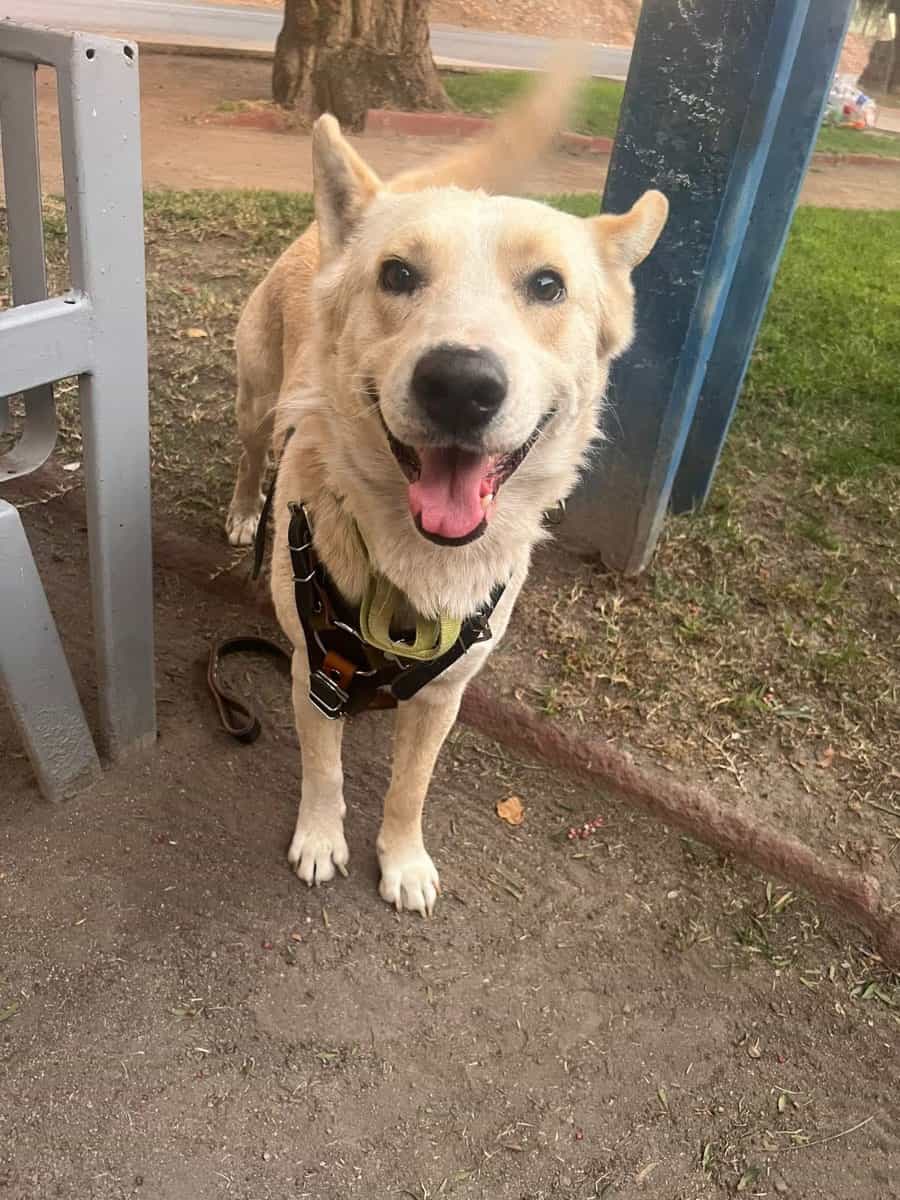 Foto de Blanquito
