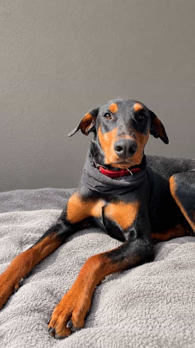 Foto de Perla
