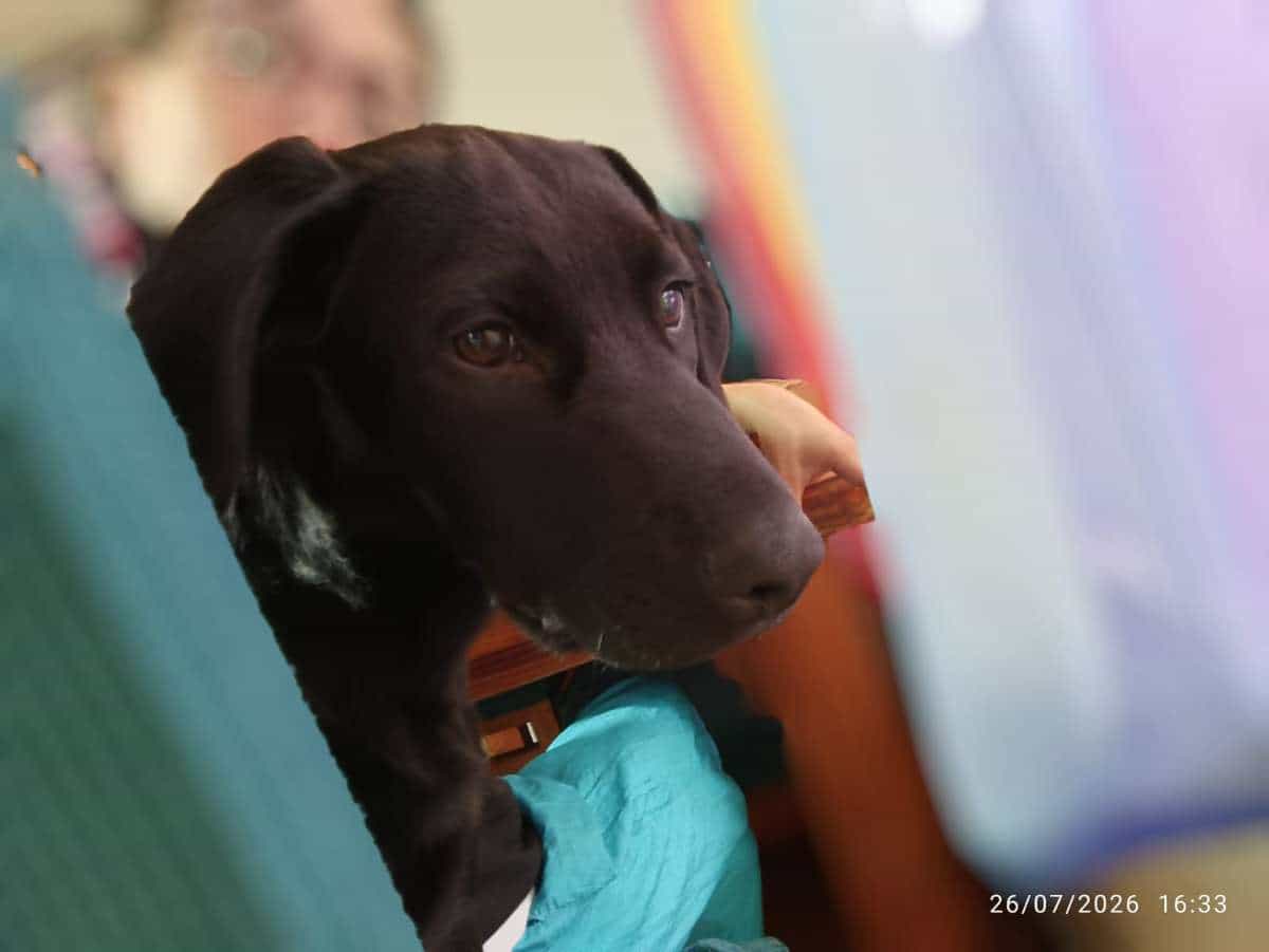 Foto de Oreo