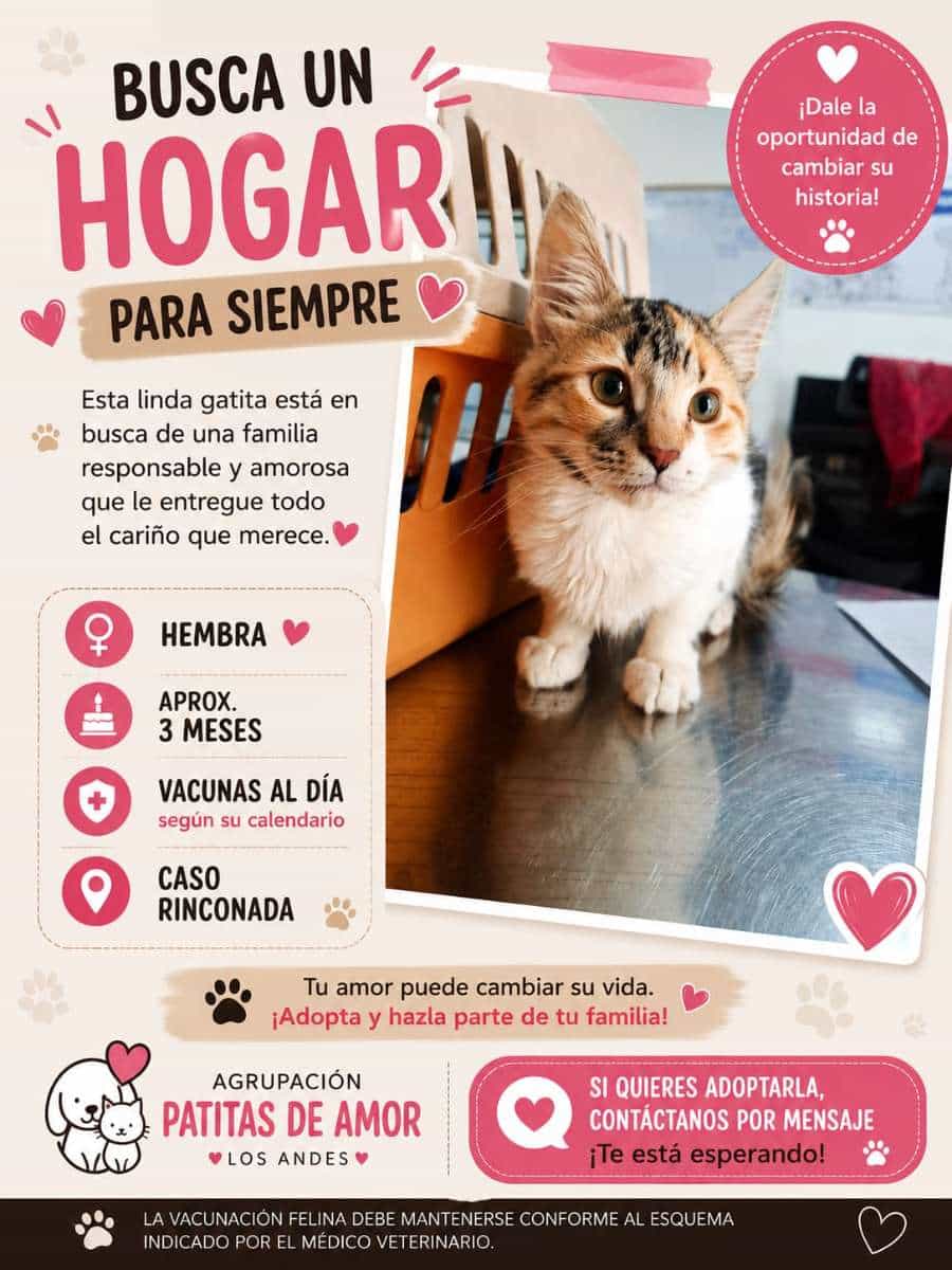 Foto de Quesito