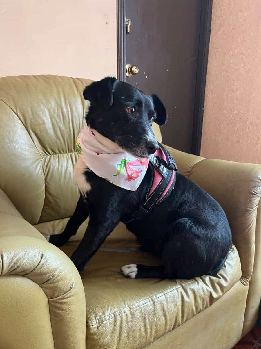 Foto de Rocco