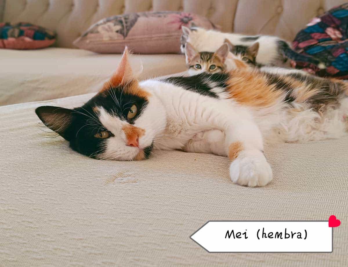 Foto de Mei