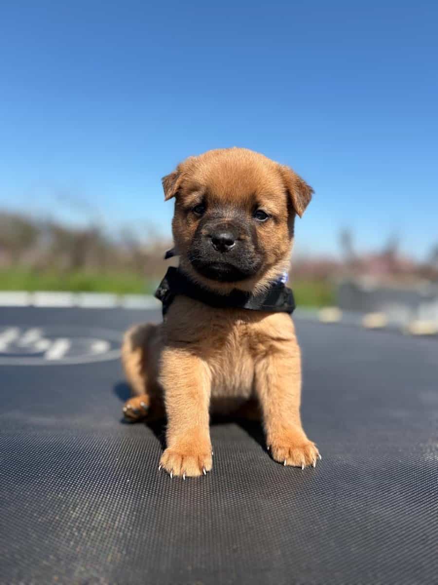 Foto de Taco