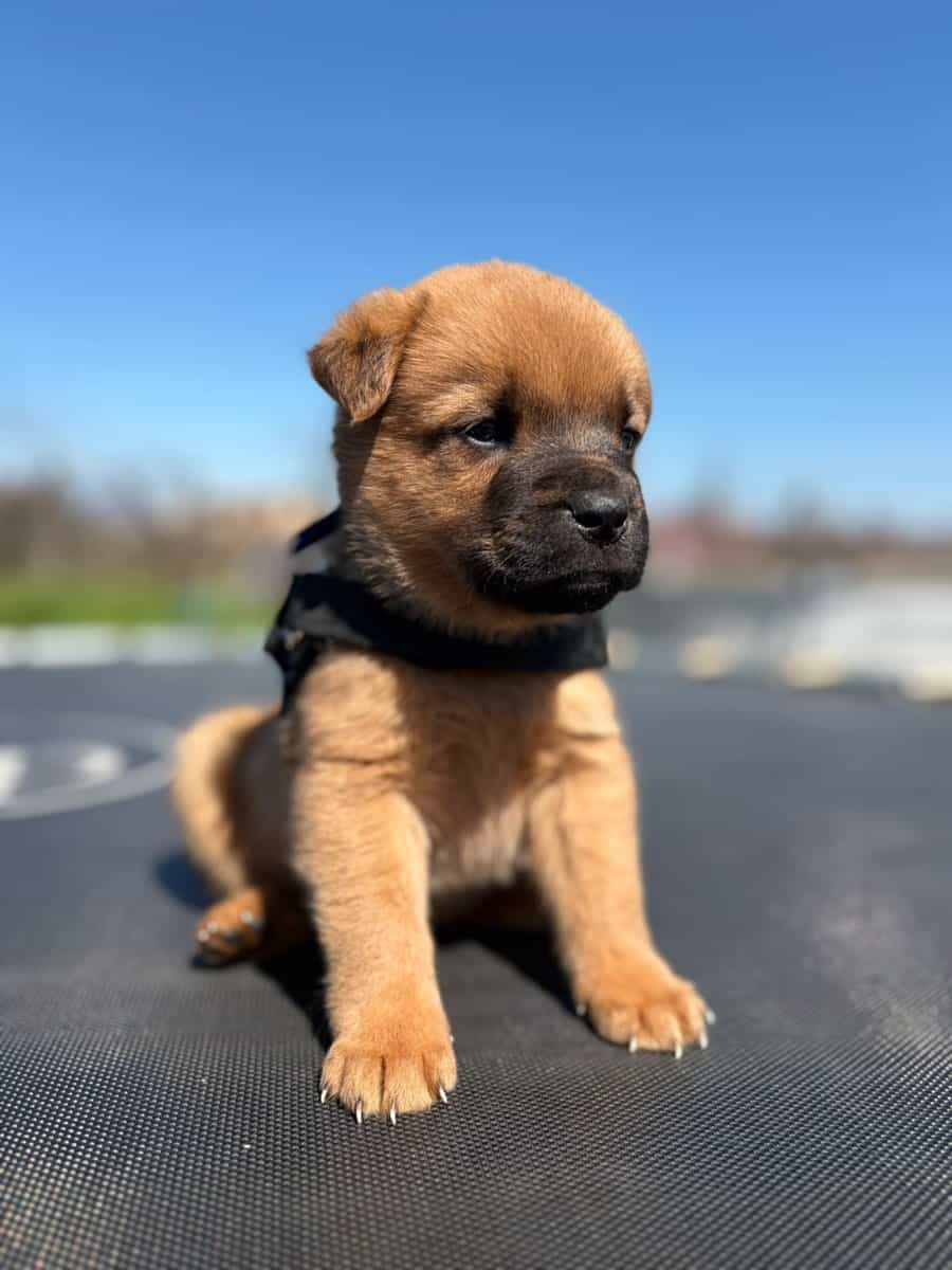 Foto de Rex