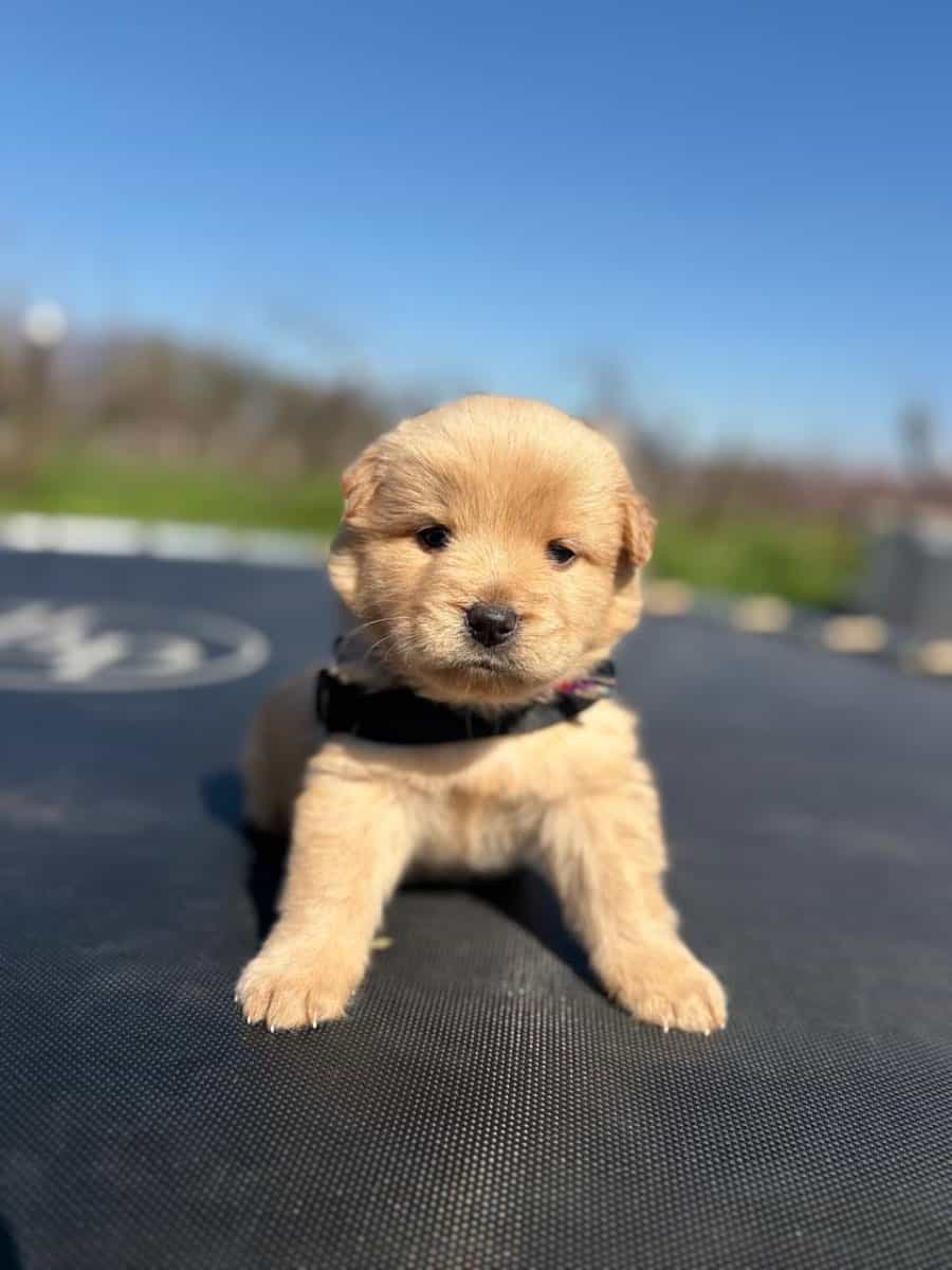 Foto de Bella
