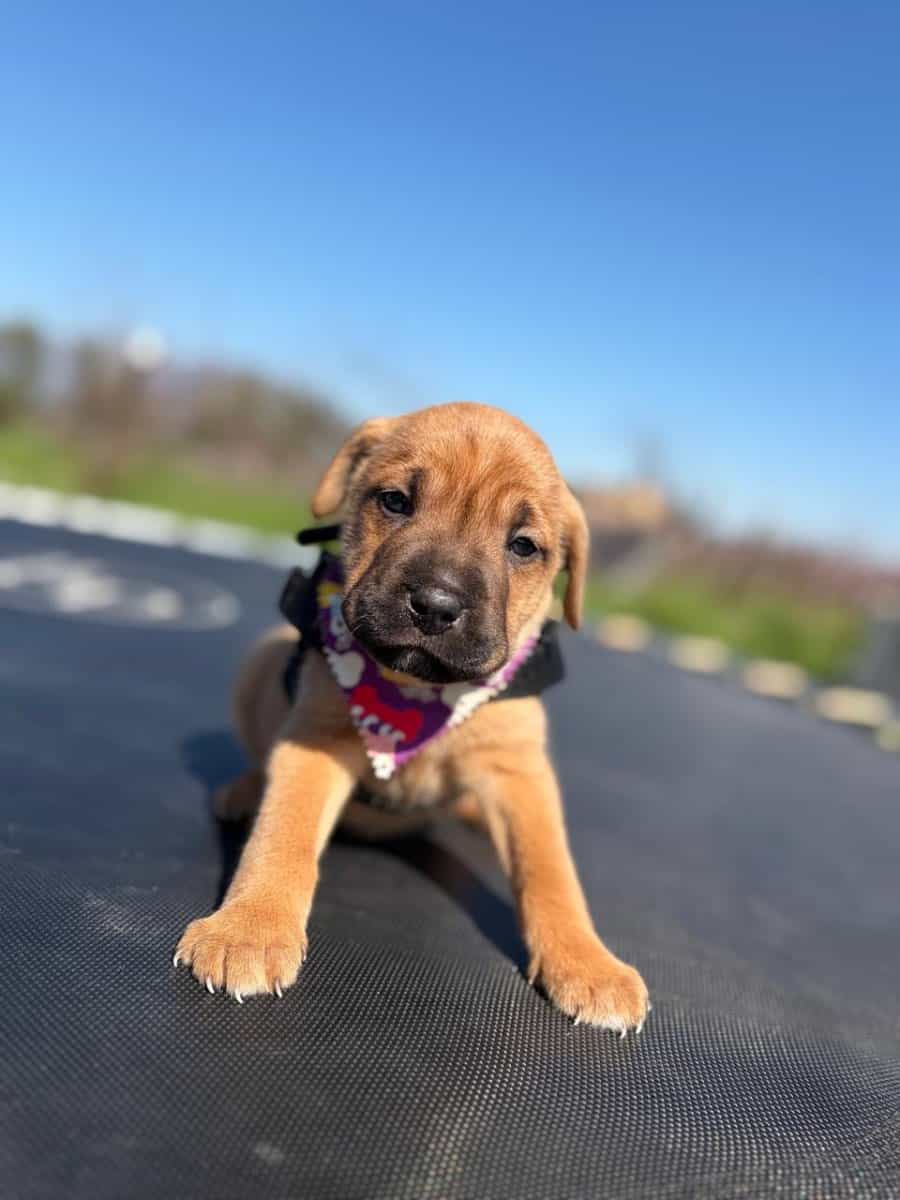 Foto de Gigi