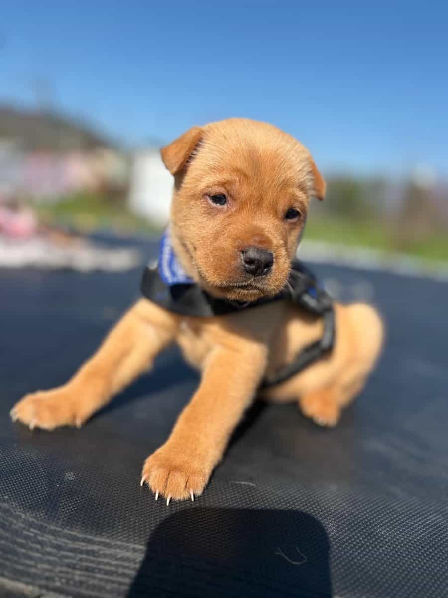 Foto de Otto