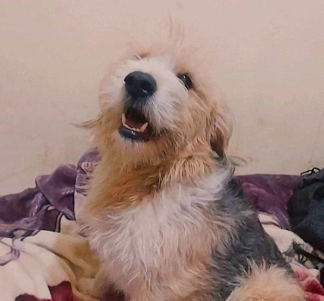 Foto de PELUCHE, Otterhound