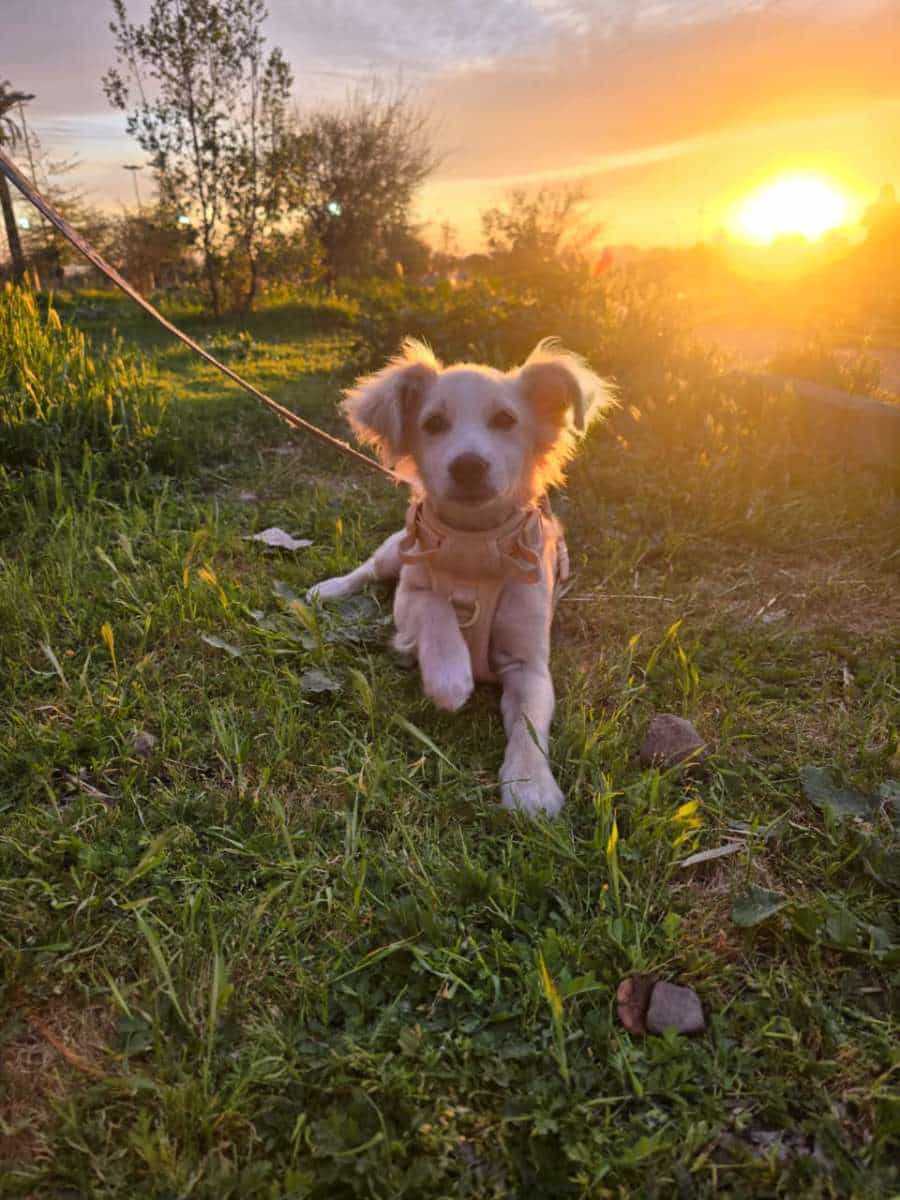 Foto de Max