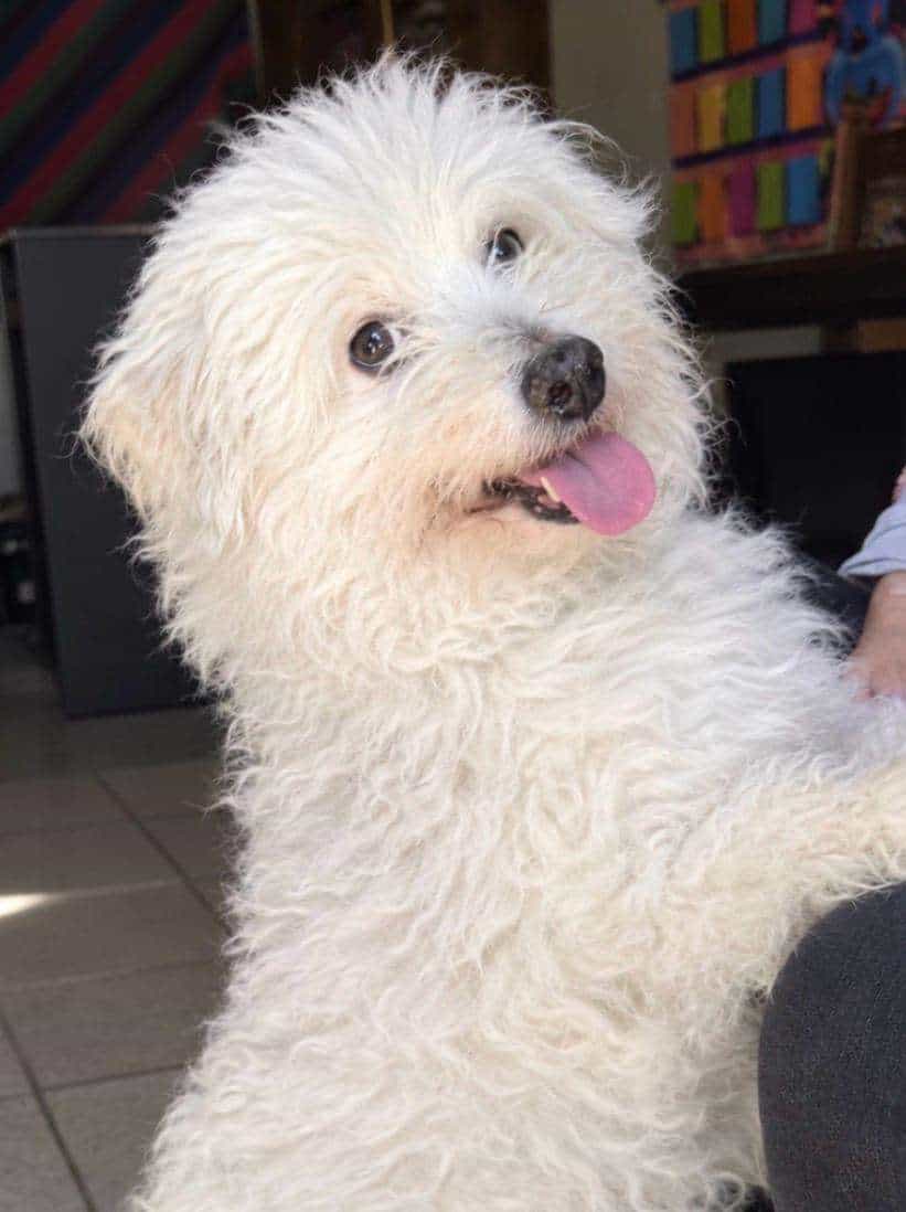Foto de Brunito