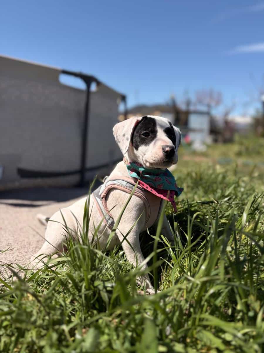 Foto de Manchi