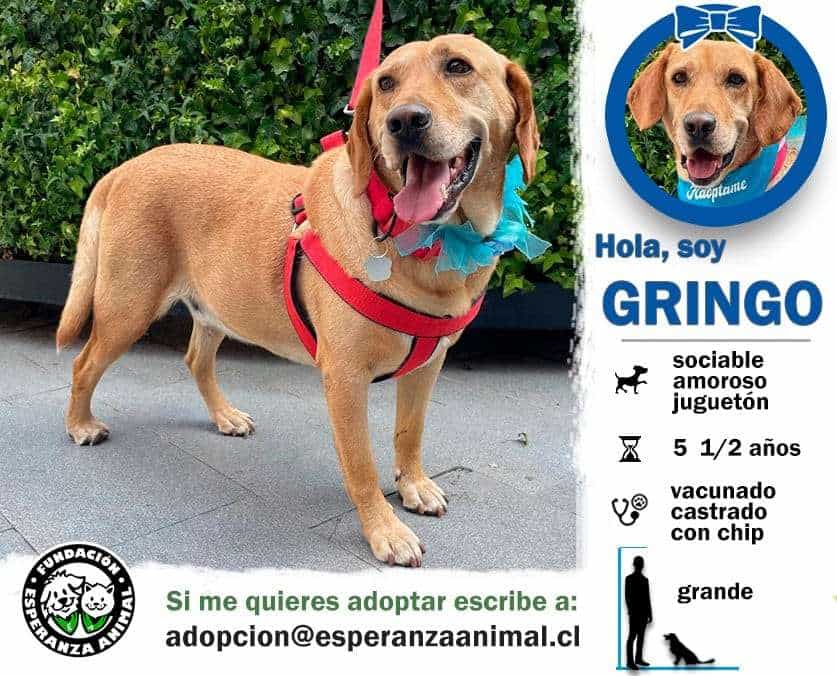 Foto de Gringo